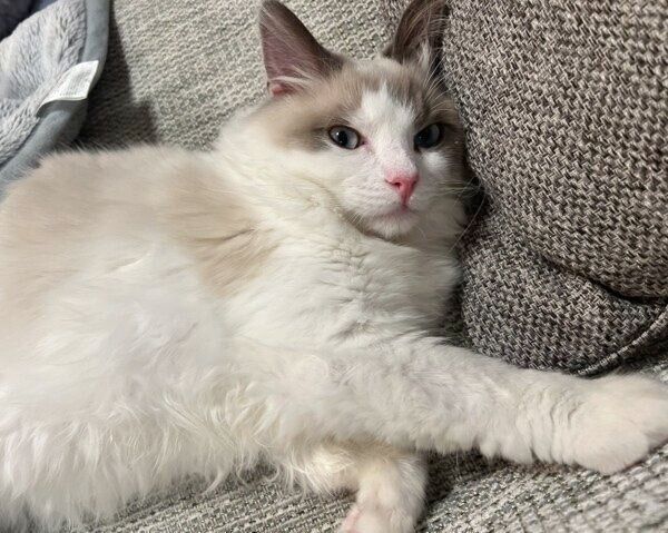 おひるねモードのはんぺんくん