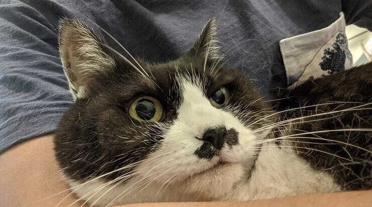 ハチワレ猫のハナちゃん