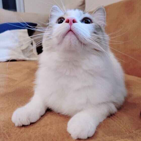 ラグドールのももちゃん