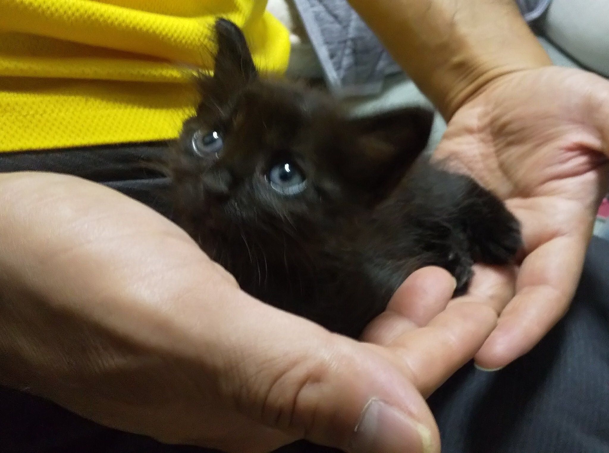 夫の手のひらに乗るあんころくん