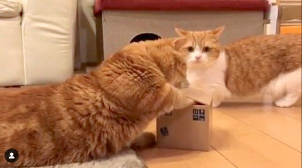 貯金箱で遊ぶマンチカン