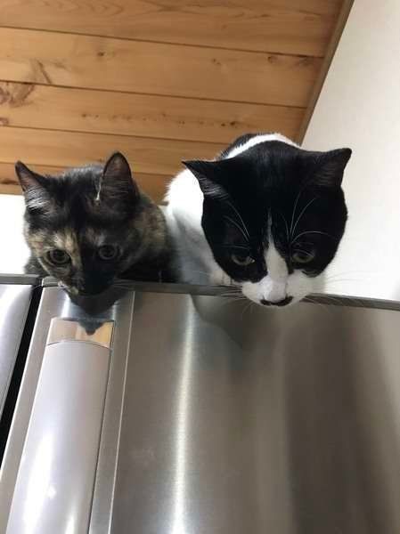 冷蔵庫の上から見下ろすMIXサバのゆず