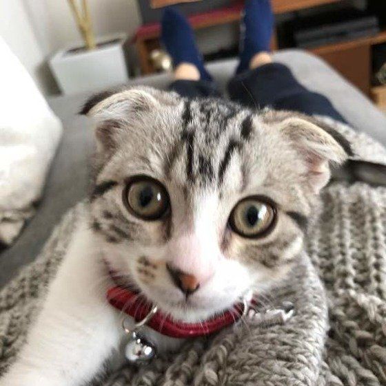 見つめるスコティッシュフォールド