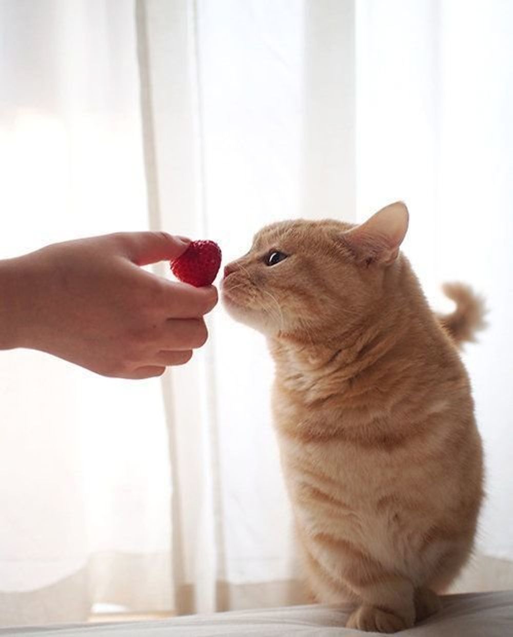 猫の横顔って美しい ぷーちゃんの横顔 マンチカンのぷーちゃん Vol 64 ねこのきもちweb Magazine 猫の横顔って美しい ぷーちゃんの横顔 マンチカンのぷーちゃん Vol 64 ねこのきもちweb Magazine