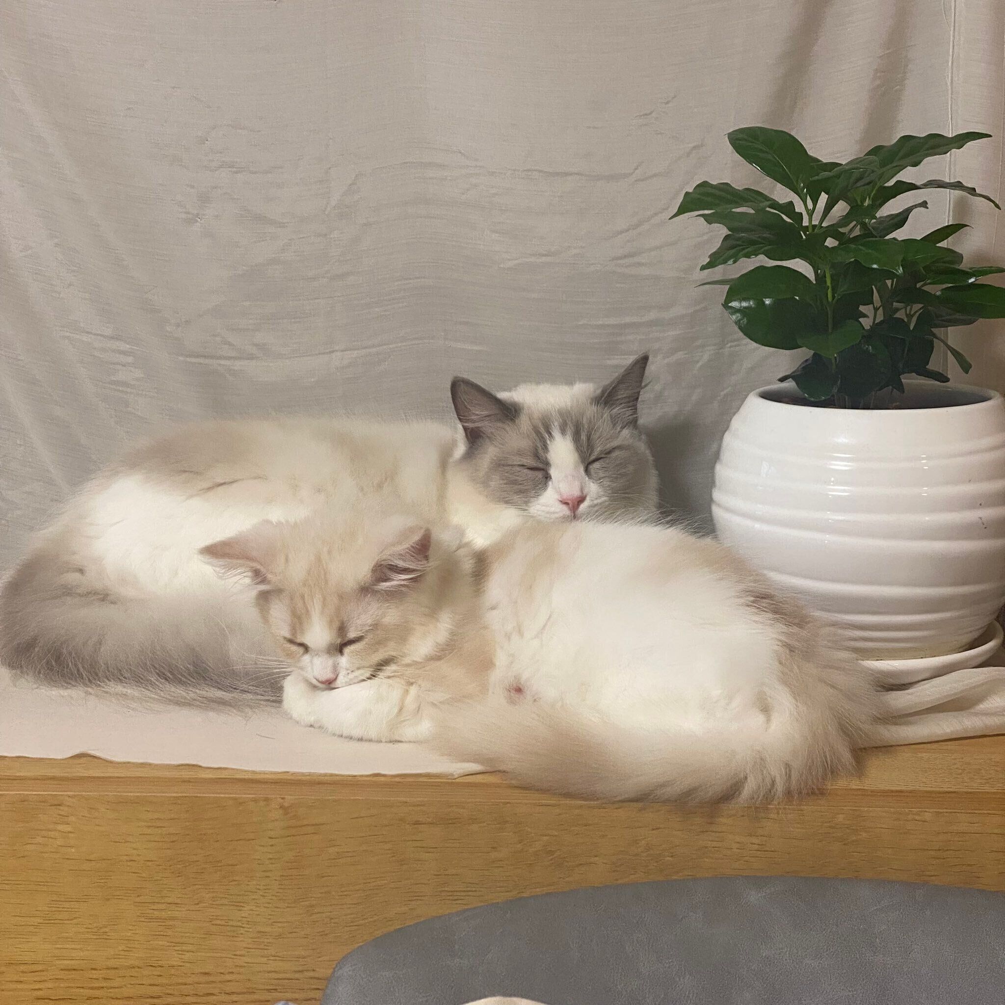 体を寄り添って眠る睡蓮ちゃんともなかくん