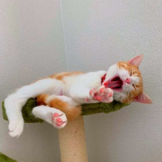 はなちゃんのあくび