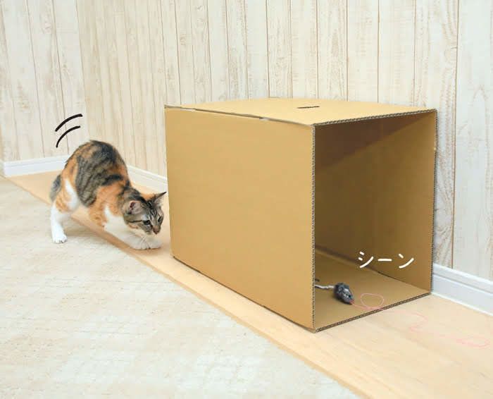 2018年9月号「ねこのきもち」