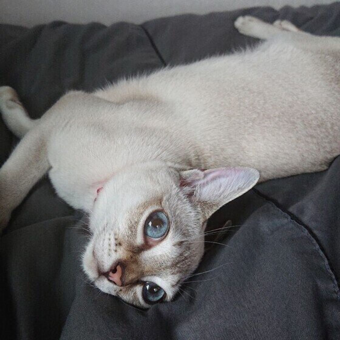 生後に瞳の色が変化 世界最小の猫シンガプーラの魅力 ねこのきもちweb Magazine 生後に瞳の色が変化 世界最小の猫シンガプーラの魅力 ねこのきもちweb Magazine