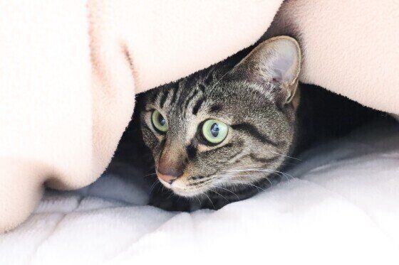 布団に隠れるMIXキジトラのかんな