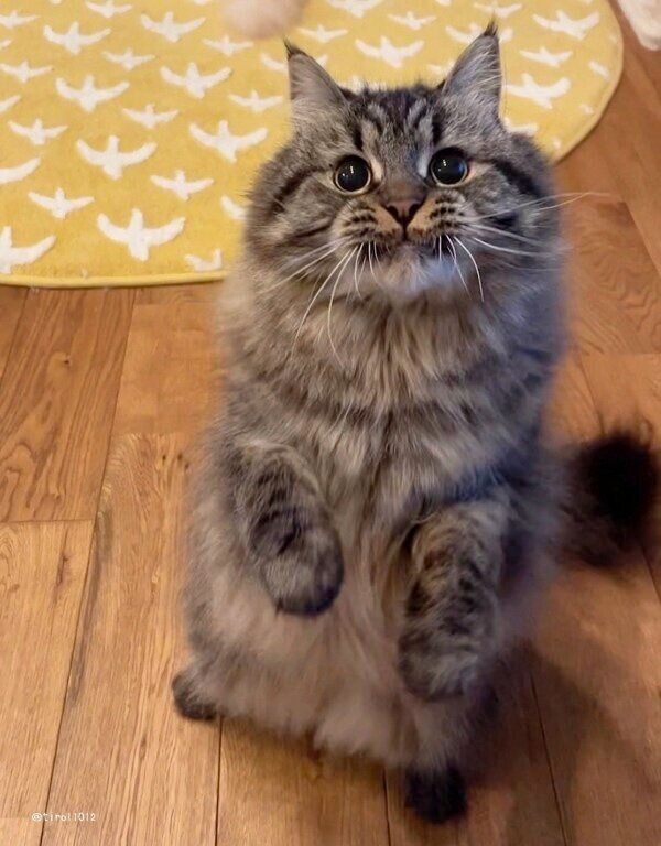 ウキウキなチロルくん