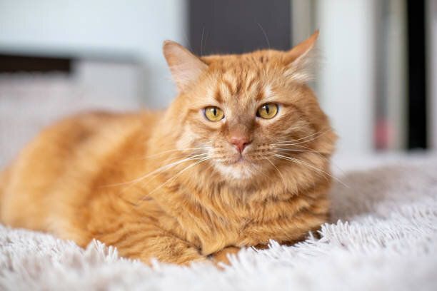 ベッドでくつろぐ猫