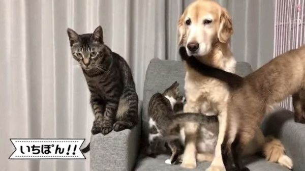 犬を取り囲む猫たち