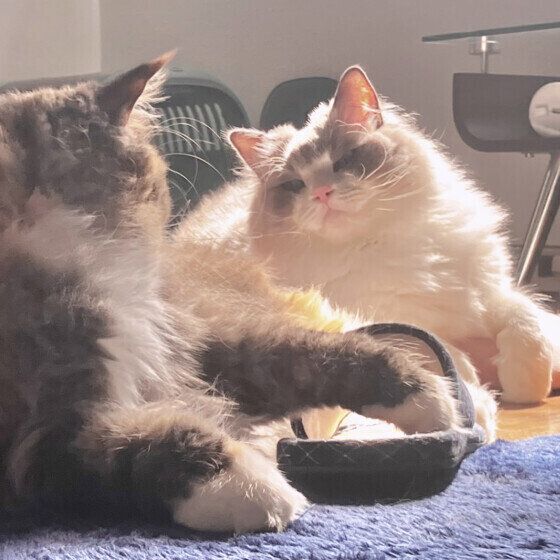 細目をするラグドール