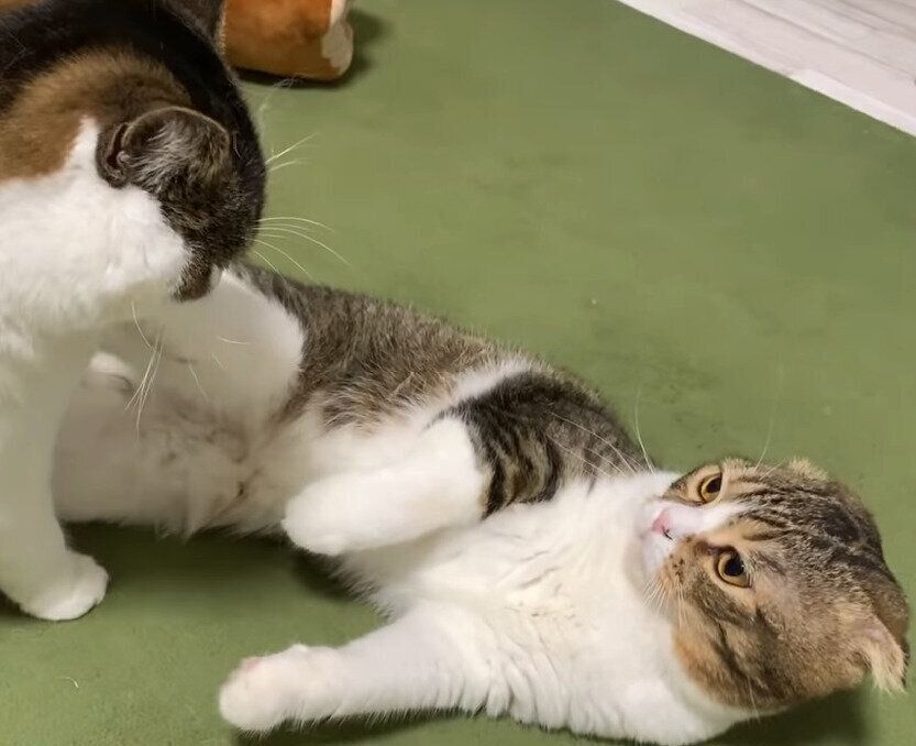 親子猫のじゃれあい