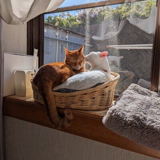 仲よく日向ぼっこする猫たち