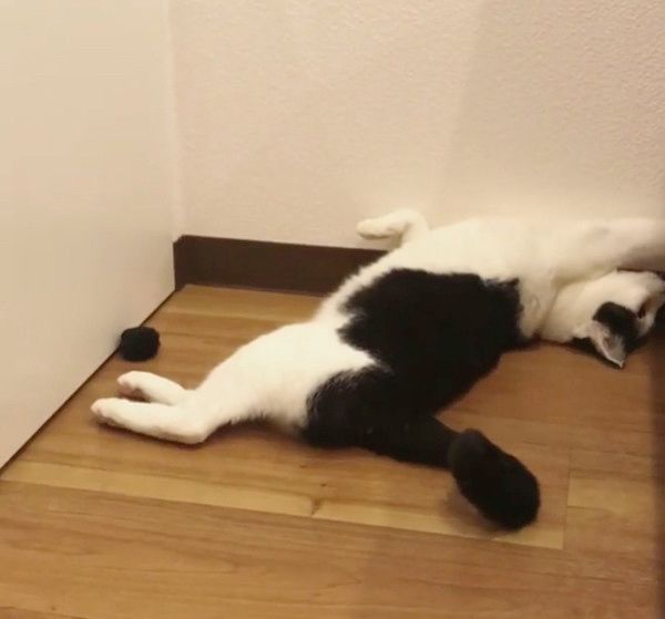 謎の遊びをする猫