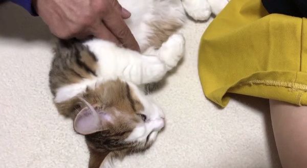 エアふみふみする猫