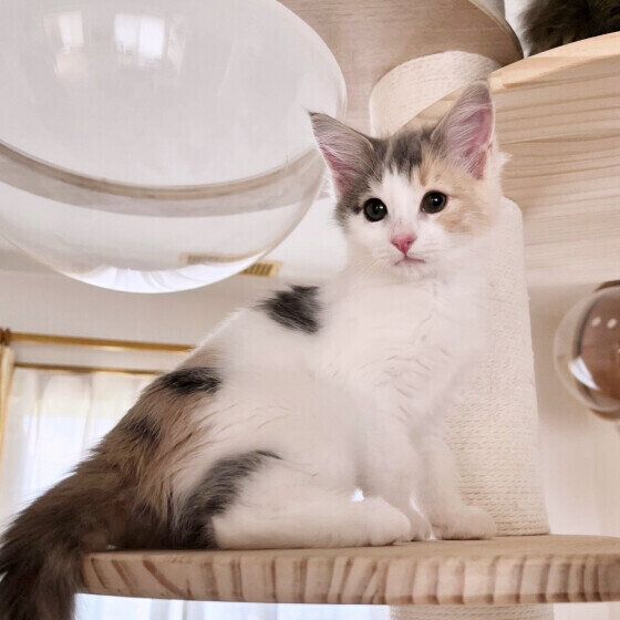 ドヤ顔をするLizちゃん