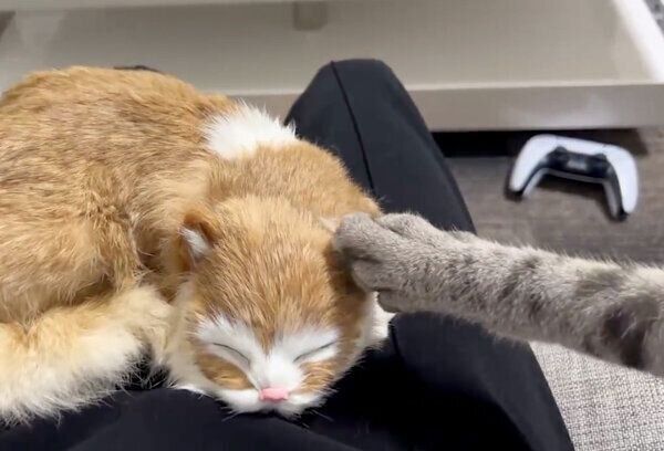 ぬいぐるみを叩くととまるくん