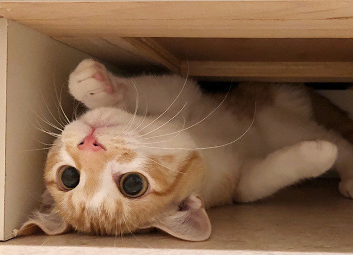 こんなところに隠れてたの とツッコミたくなるような愛猫の隠れ場所といえば ねこのきもちweb Magazine こんなところに隠れてたの とツッコミたくなるような愛猫の隠れ場所といえば ねこのきもちweb Magazine