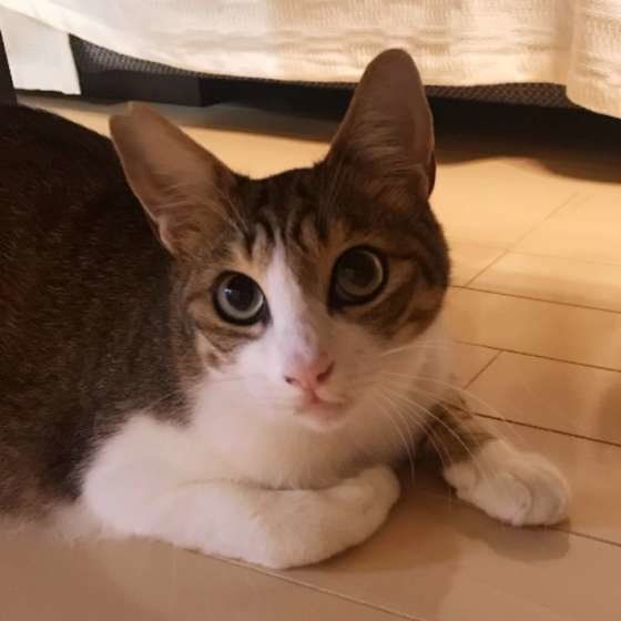 おねだりをする猫