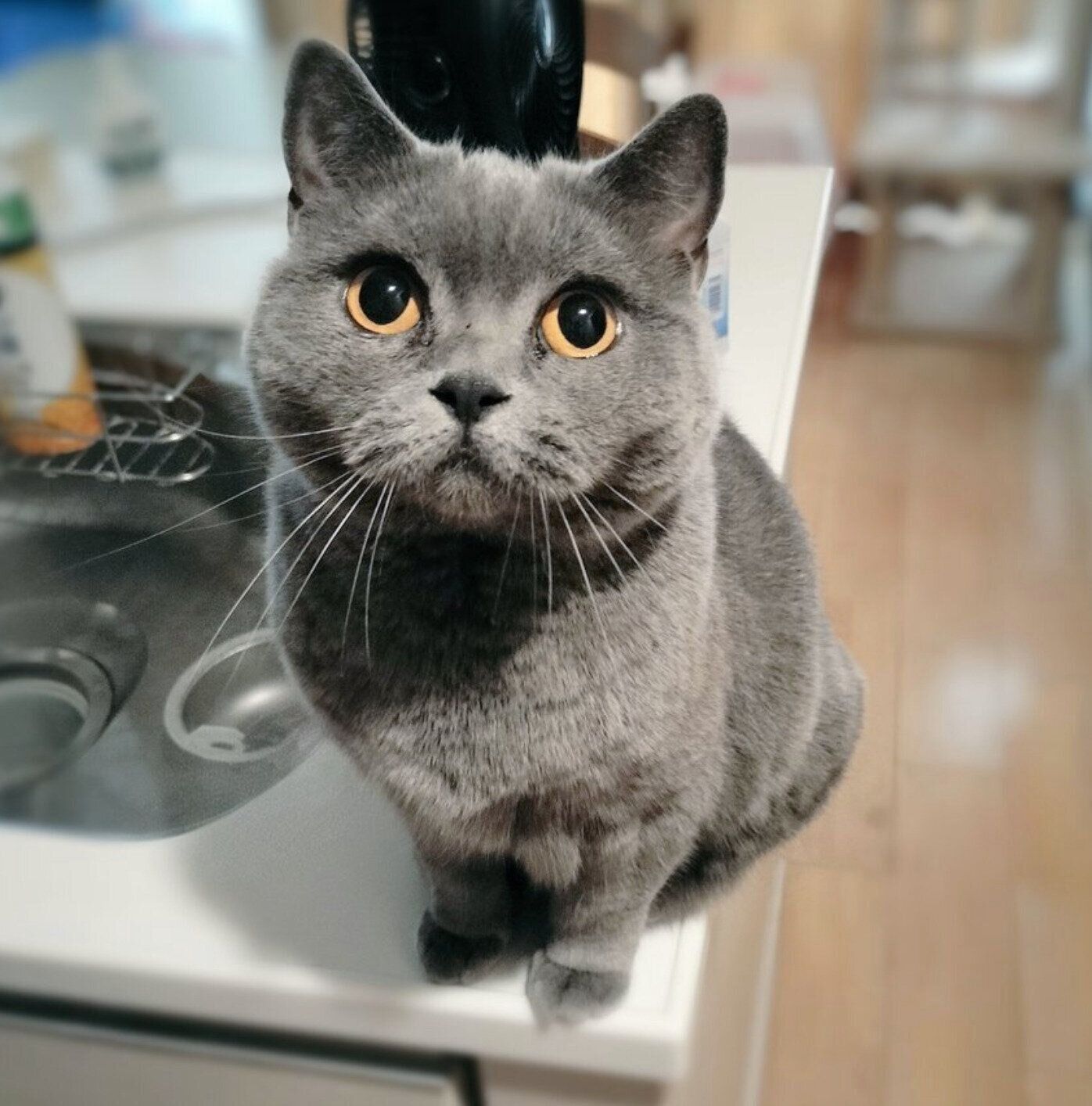 目を輝かせるハラミちゃん