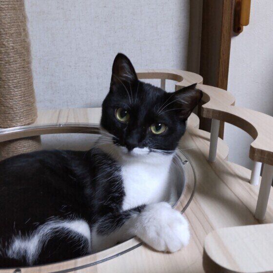 カメラ目線の猫