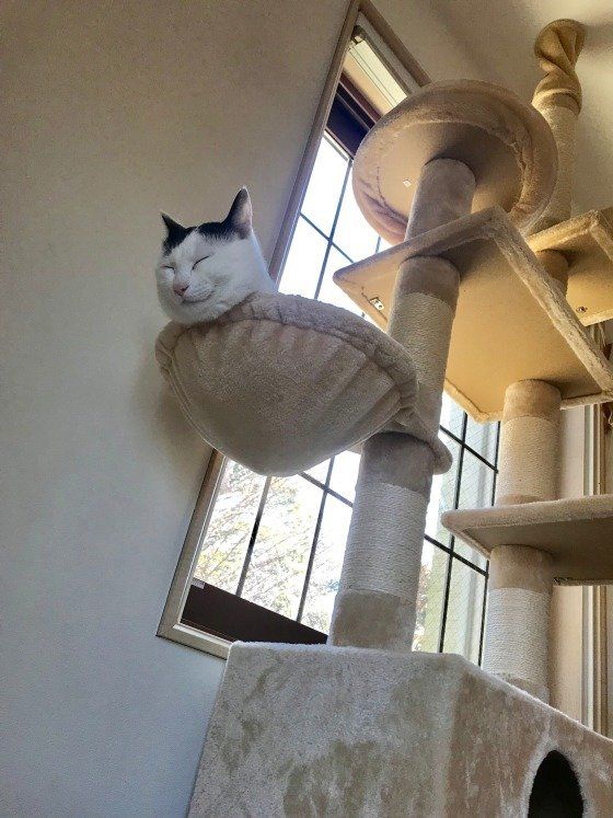キャットタワーで寝ている猫