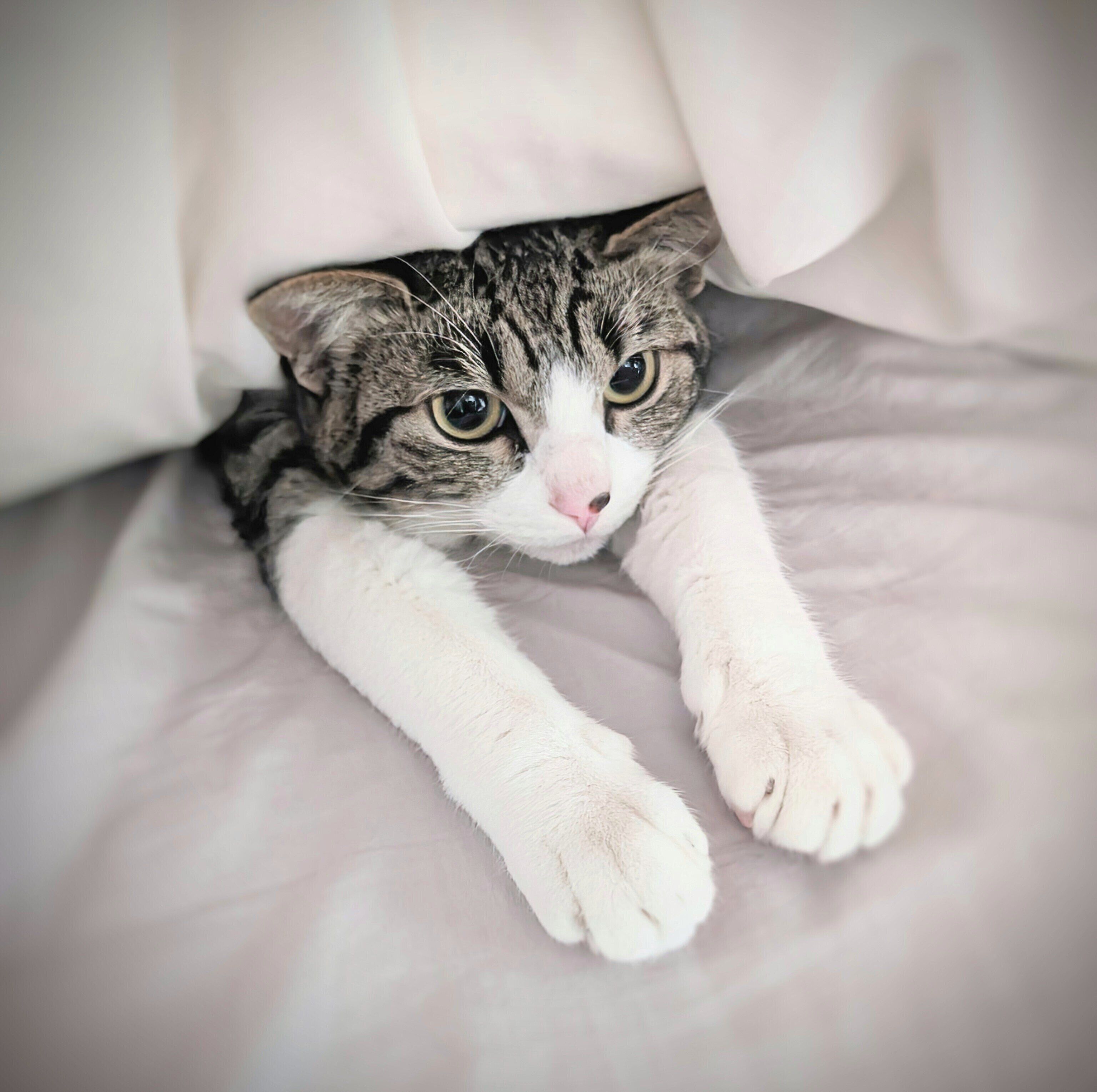 前足をぐーんと伸ばすむぎちゃん