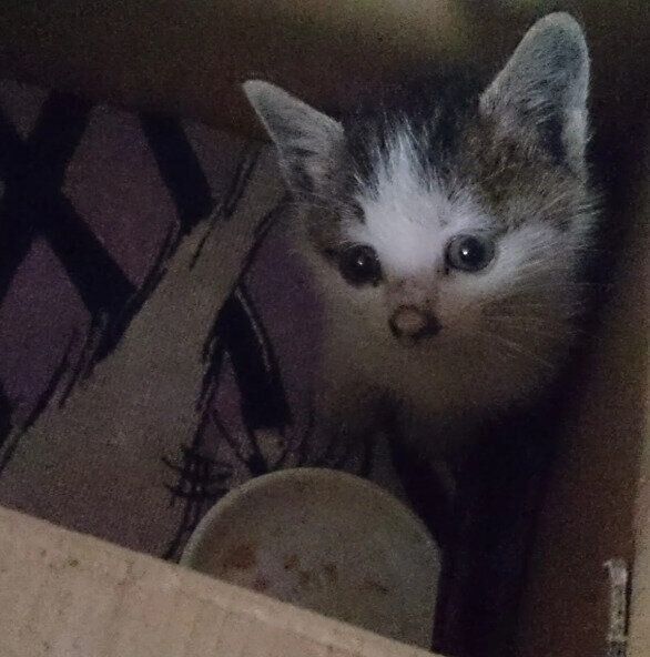 保護当日の猫