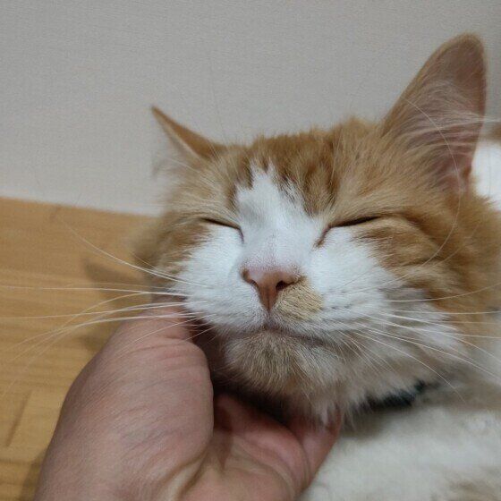 マンチカン　なでる