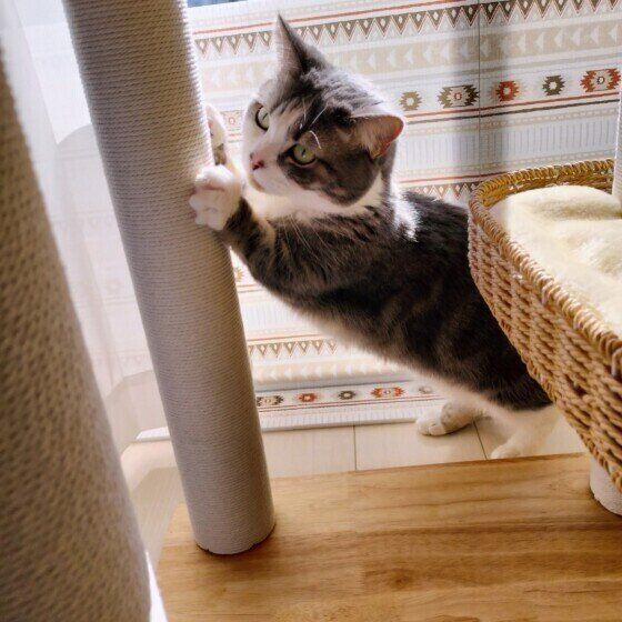 爪とぎするミヌエットのゆきちくん