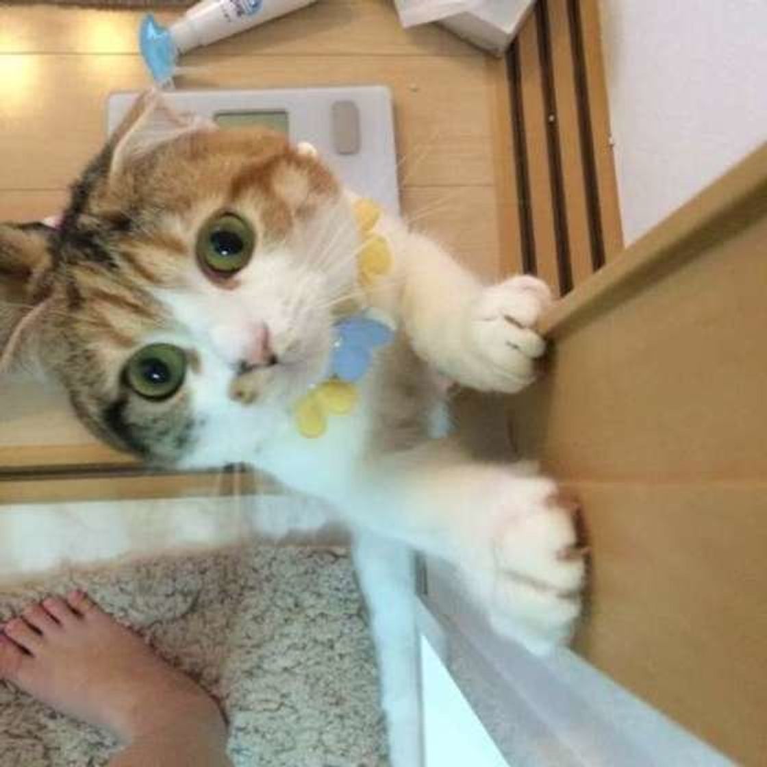 猫が嫌う人のニオイとは 臭いニャ と思われてるかも ねこのきもちweb Magazine 猫が嫌う人のニオイとは 臭いニャ と思われてるかも ねこのきもちweb Magazine