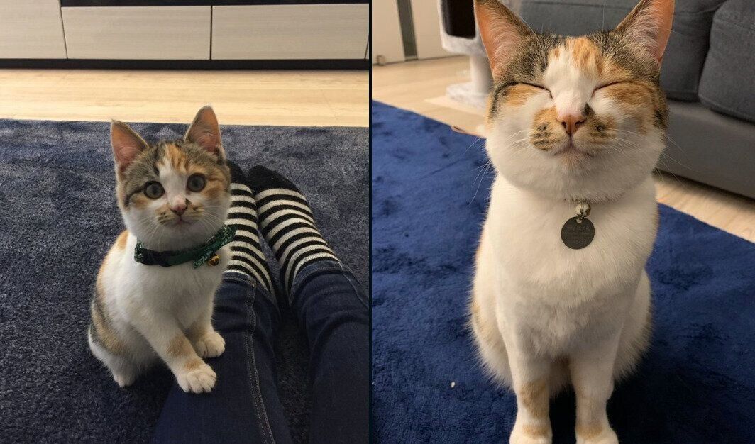 コムギちゃんの成長ビフォーアフター