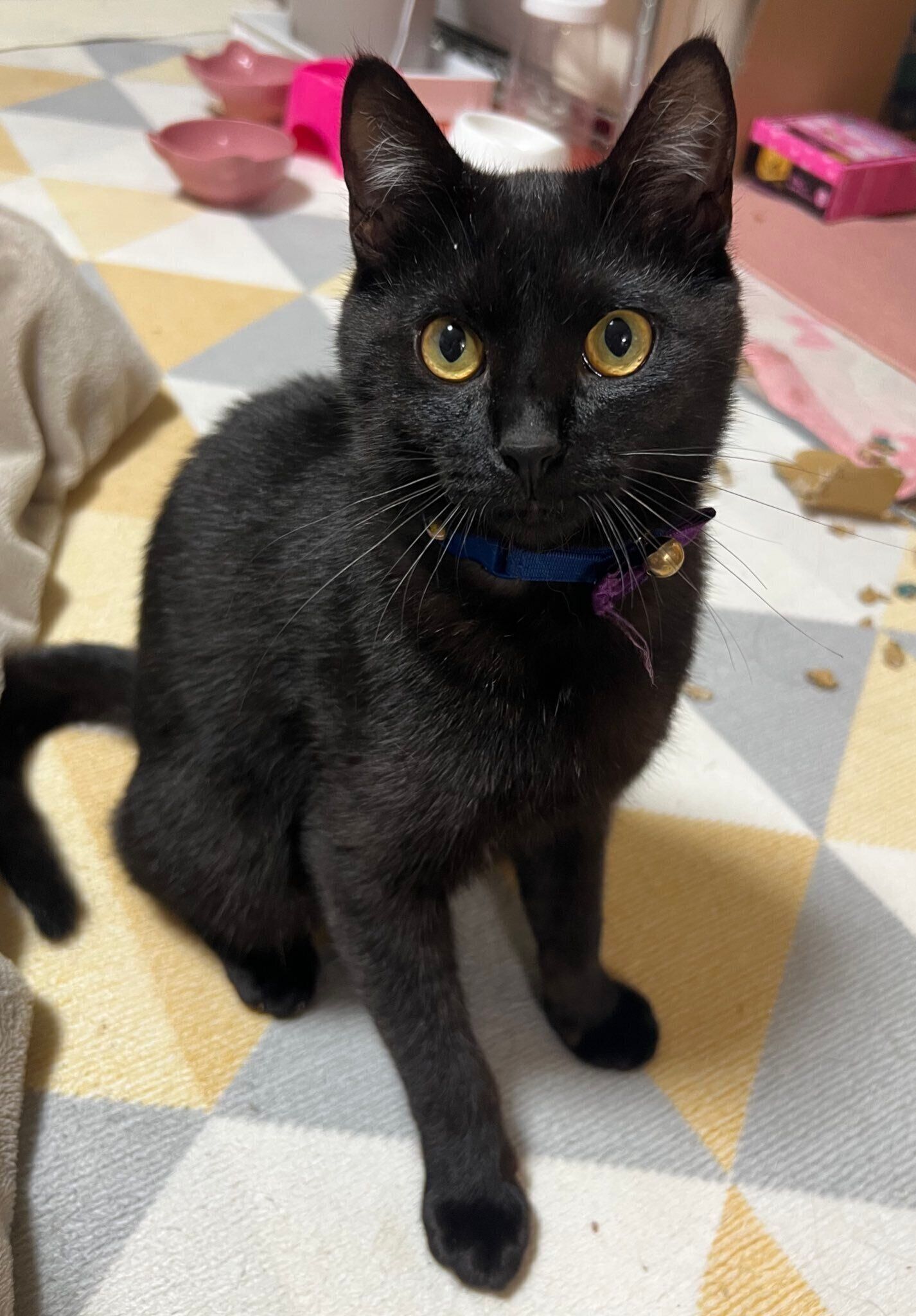 飼い主を見る猫