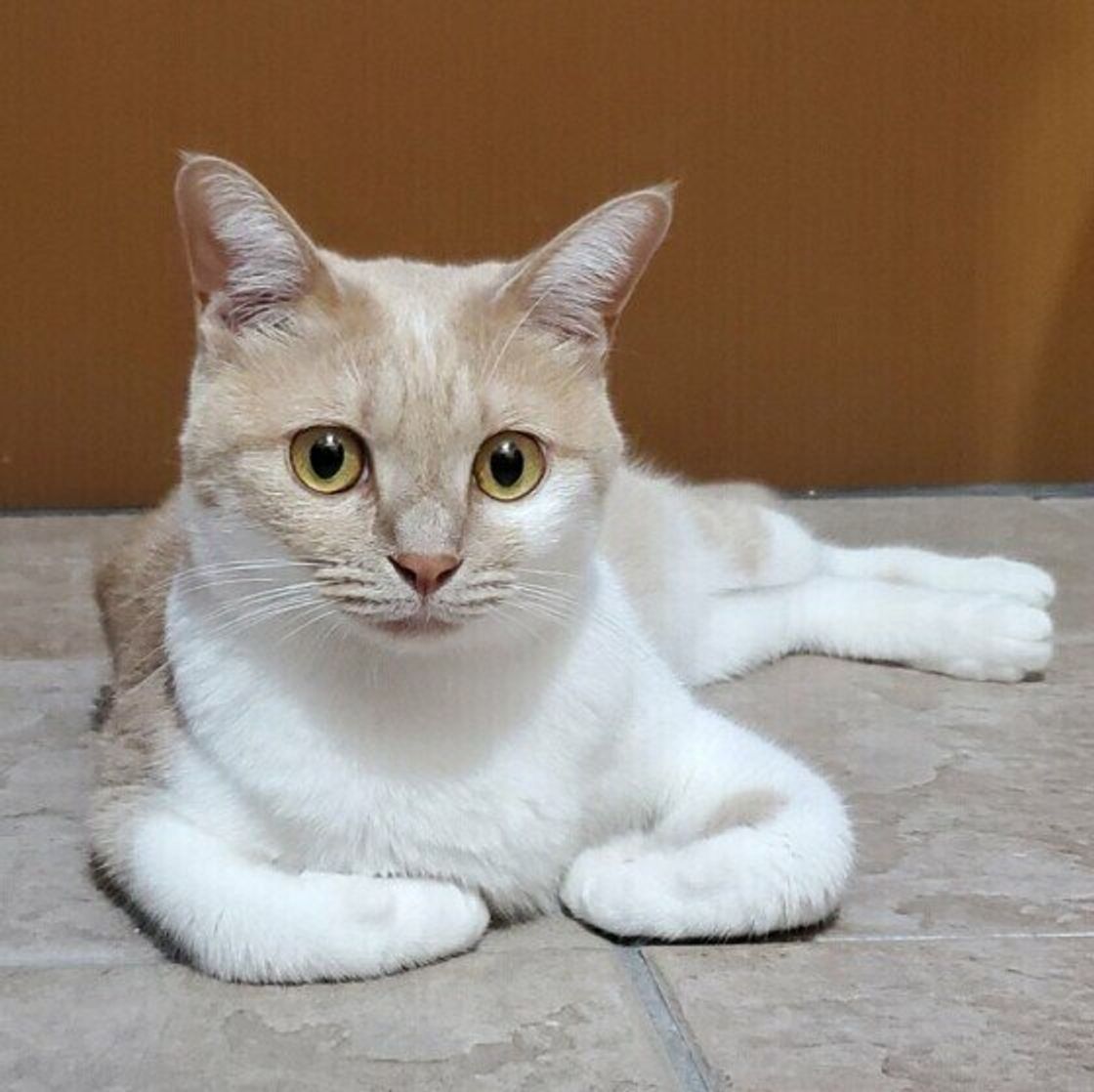 想定外かも 無意識に猫の 狩猟本能 を掻き立ててしまう飼い主さんの行動 ねこのきもちweb Magazine 想定外かも 無意識に猫の 狩猟本能 を掻き立ててしまう飼い主さんの行動 ねこのきもちweb Magazine