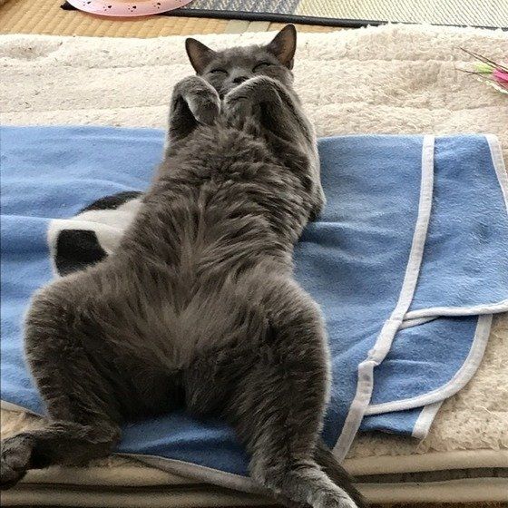 ヘソ天するロシアンブルー