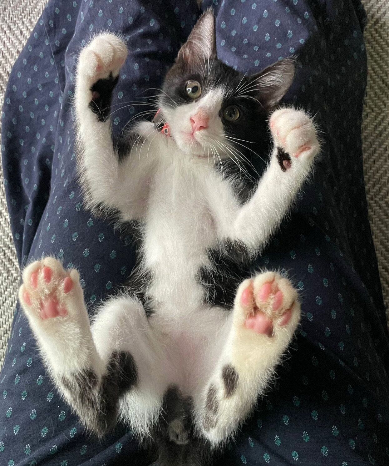 おなかを出すはまちくん。