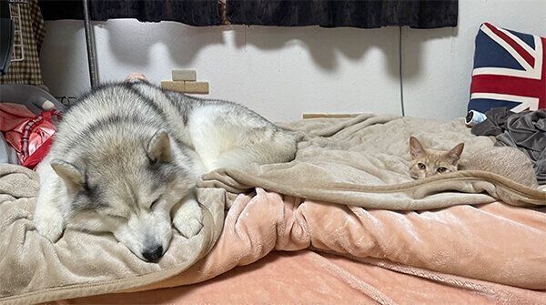 先住犬のシルビアちゃんとダニエルくん