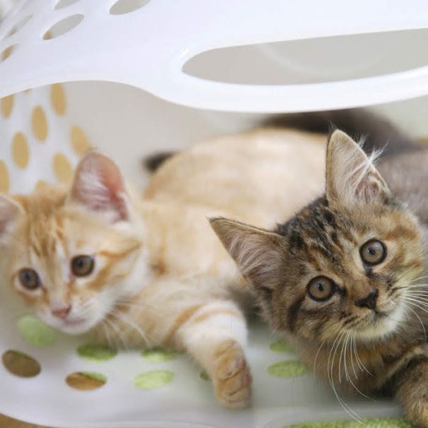 カゴに入っている2匹の猫