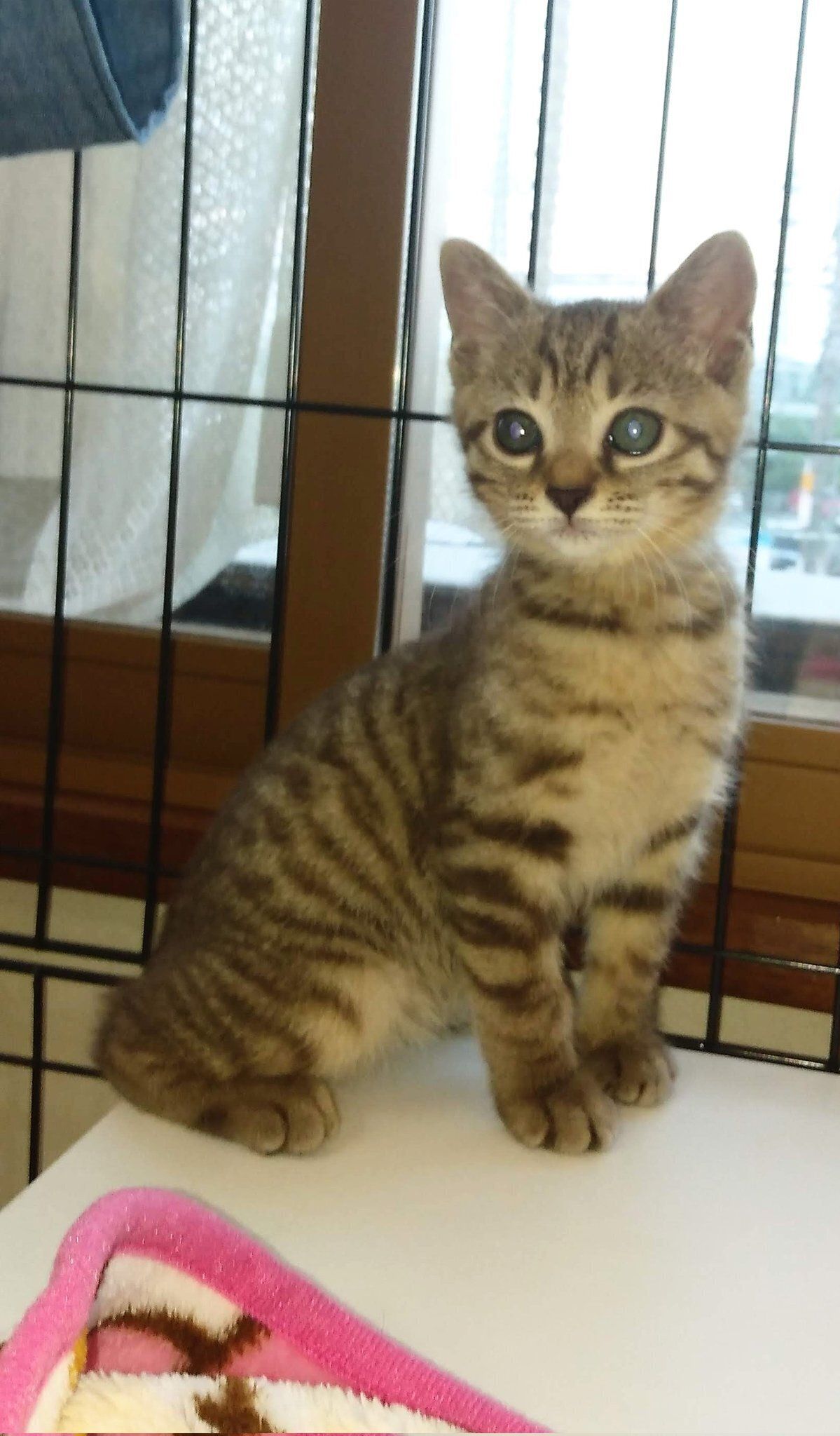 生後2カ月の子猫