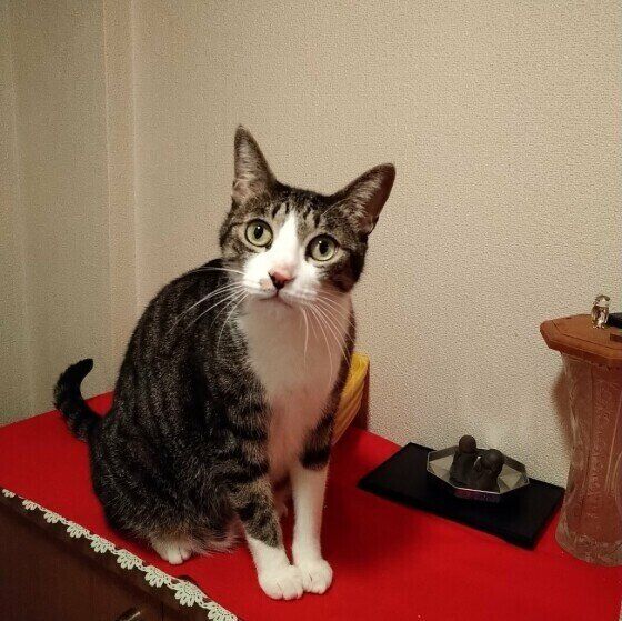 Mix（黒×白）のりくくん♪