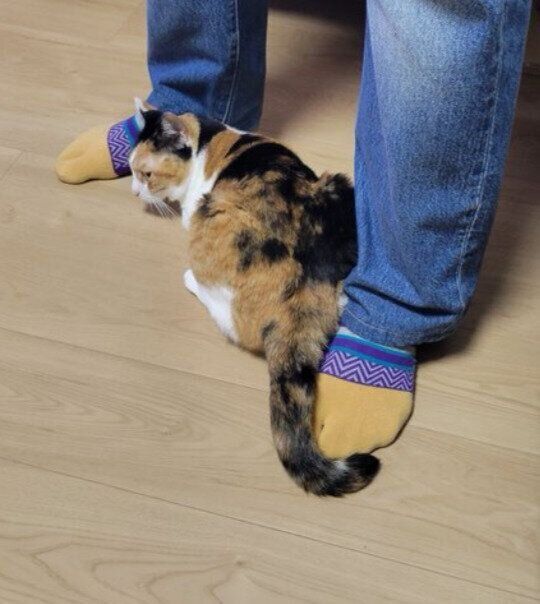 飼い主の夫の足元にうずくまる猫