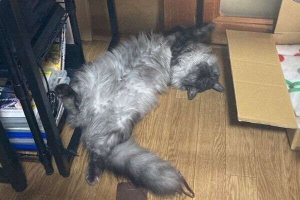 くつろぐうかちゃん