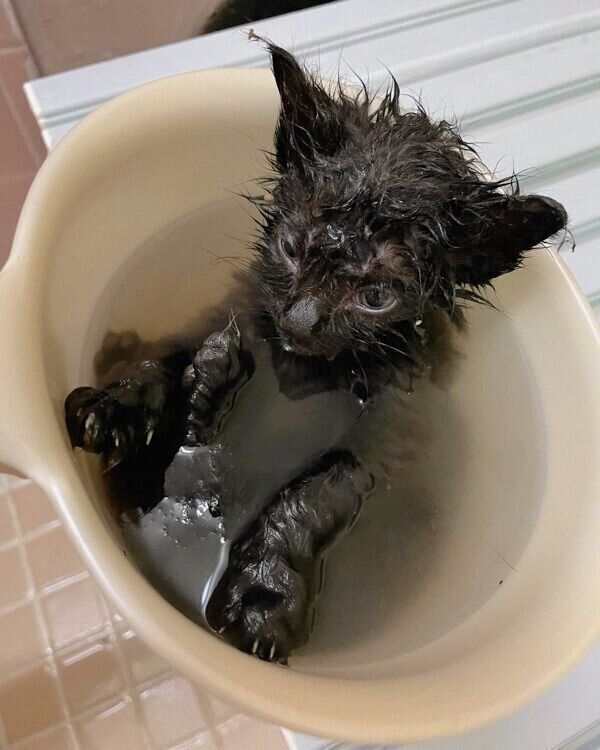 子猫時代の米沢くん