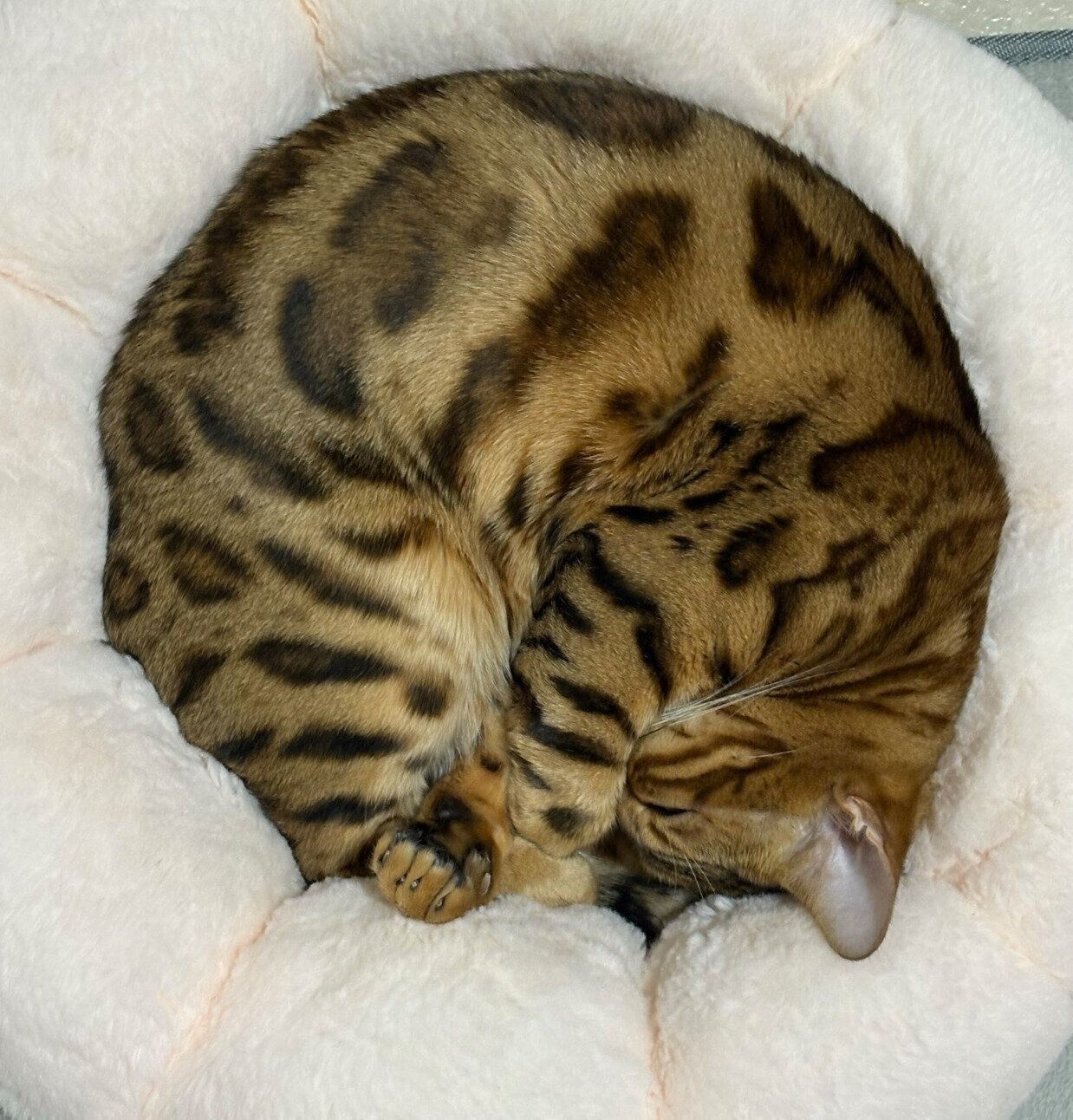 丸まって眠るリンちゃん