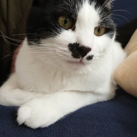 ソファーの上でボーッとする黒白猫