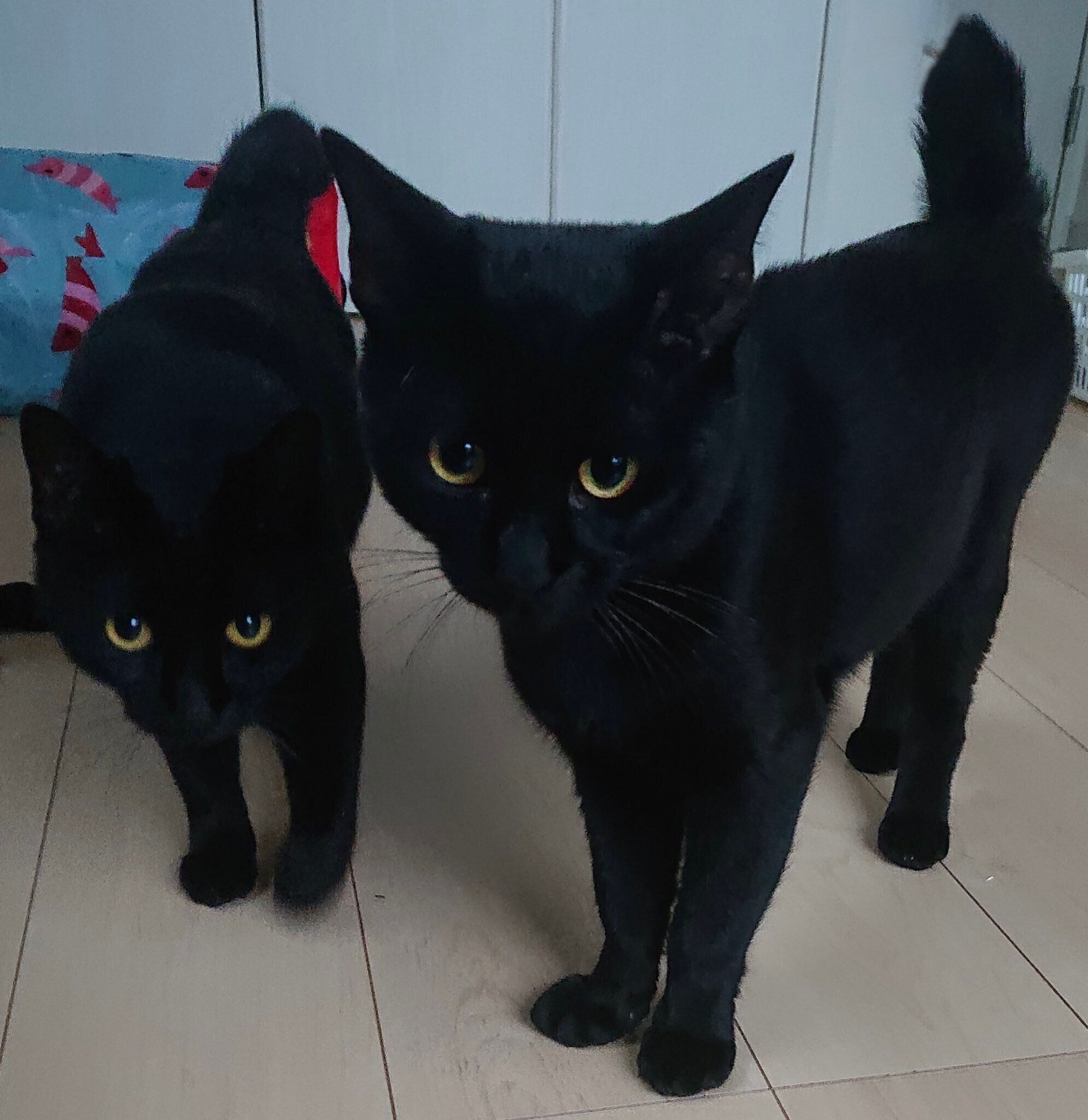 「なでろや」と近づいてきたキキョウちゃん、イルミくん