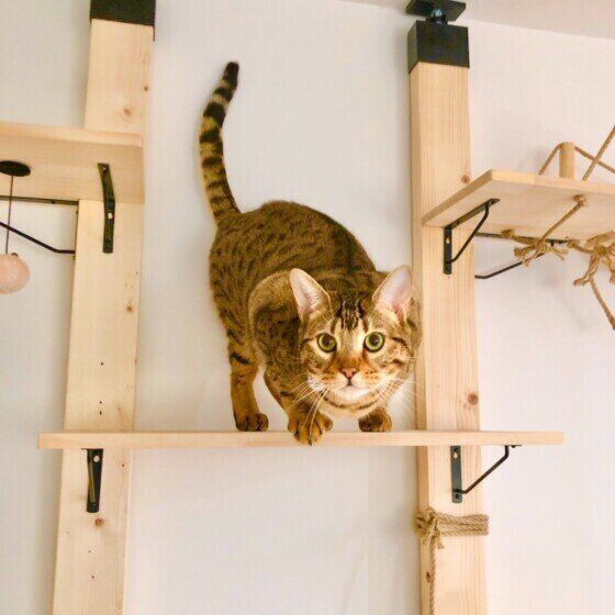 ベンガルの特徴と性格 飼い方 価格相場など 猫図鑑 ねこのきもちweb Magazine