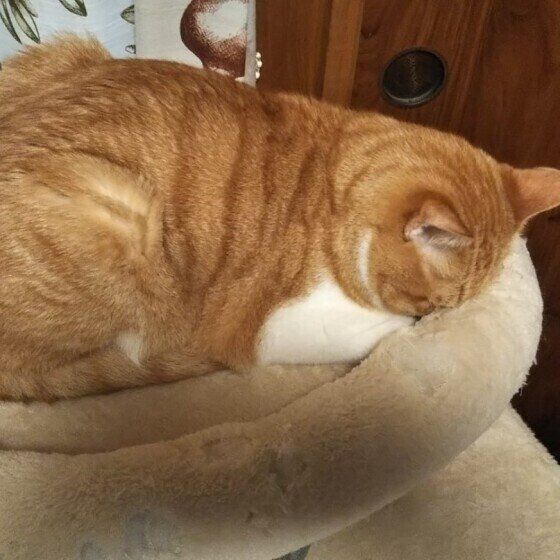 茶トラMIXの球くん